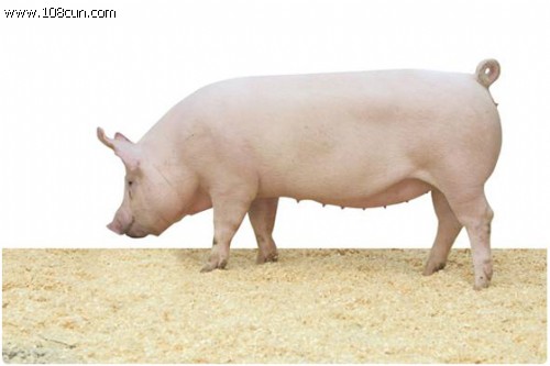 大白種豬 大白種豬